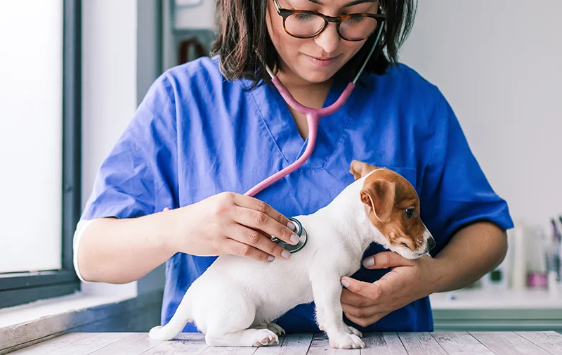 Curso semi-presencial de auxiliar de veterinária