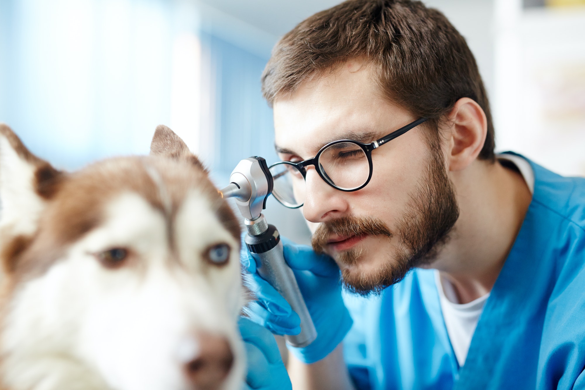 veterinarian-at-work.jpg